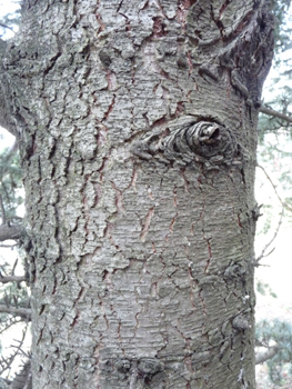 Gris clair, assez lisse et formant des plis horizontaux quand l'arbre est jeune, l'écorce s'écaille verticalement quand l'atlas prend de l'âge. Agrandir dans une nouvelle fenêtre (ou onglet)